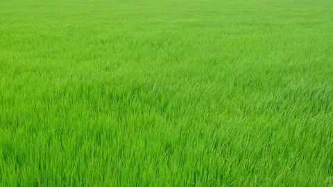 Green rice fields and the wind blows the rice trees back and forth. Stock Footage 153025517