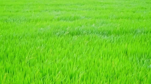 Green rice fields that are swaying on the days of stormy winds. Stock Footage 244414480