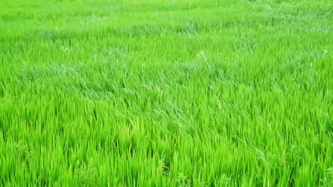 Green rice fields that are swaying on the days of stormy winds. Stock Footage 244415633