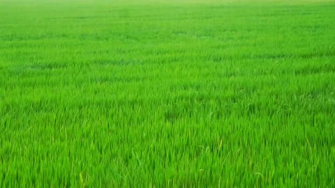 Green rice fields that are swaying on the days of stormy winds. 스톡 동영상 244473841