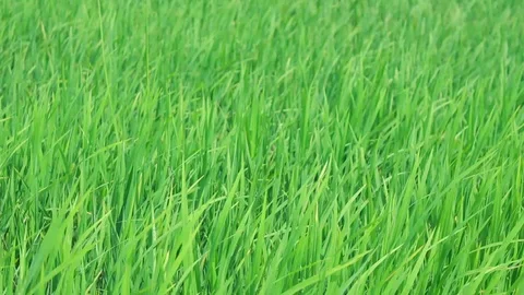 Green rice fields are very beautiful. 스톡 동영상 108262366