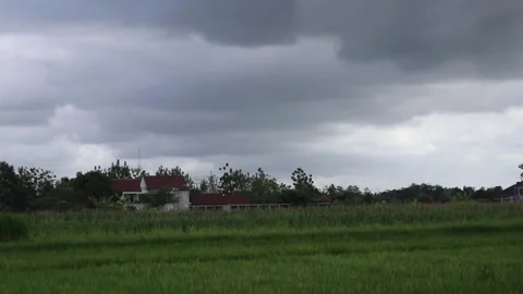 Green rice fields in the background of a black cloudy sky before the rain Stock Footage 219603770