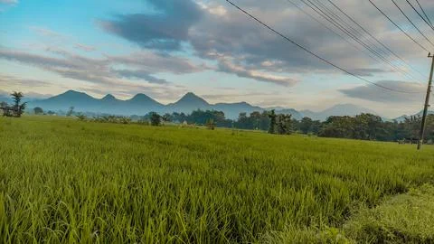 Green rice fields with a background of blue skies and mountains Foto stock