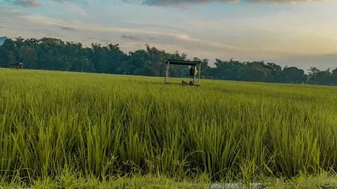 Green rice fields with a background of blue sky and trees Stock Photos
