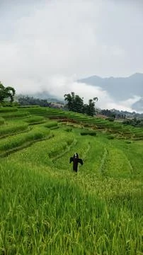Green rice fields on background of mountains vietnam Stock Photos