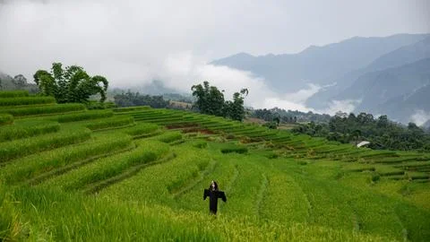 Green rice fields on background of mountains vietnam Stock Photos