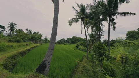 Green Rice Fields in Bali with Coconut Trees, Banana Plants and Tropical Foliage Видео 333295488