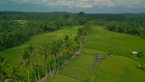Green rice fields Bali drone view Stock Footage 279758096