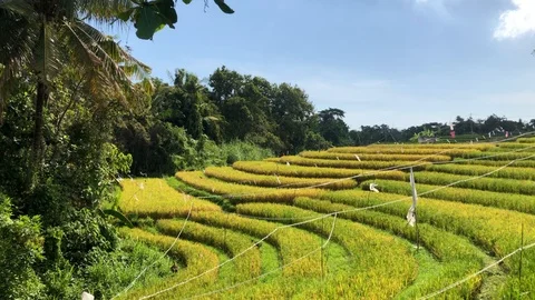 Green Rice fields in Bali 動画素材 119616206