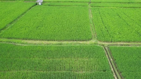 Green rice fields in Bali shot with a drone Stock Footage 232690439