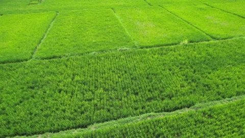 Green rice fields in Bali shot with a drone Stock Footage 232691191