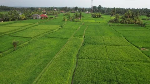 Green rice fields in Bali shot with a drone Stock Footage 232691319