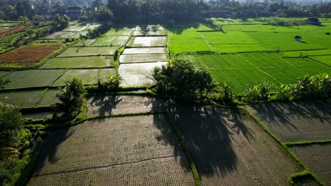 Green rice fields in Bali shot with a drone Stock Footage 233827254