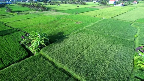 Green rice fields in Bali shot with a drone Stock Footage 233829403