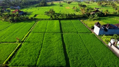 Green rice fields in Bali shot with a drone Stock Footage 233829513
