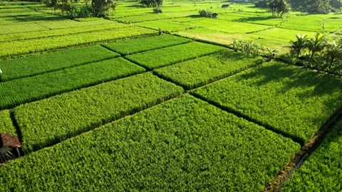 Green rice fields in Bali shot with a drone Stock Footage 233830743
