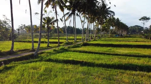 Green rice fields in Bali at sunset  Video stock 288738990