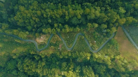 Green rice fields in Bali at sunset  Vidéo 288739031