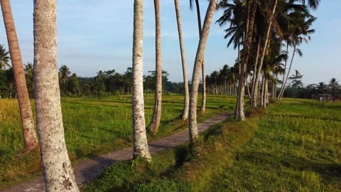 Green rice fields in Bali at sunset  Video stock 288739041