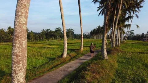 Green rice fields in Bali at sunset  Video stock 288739070