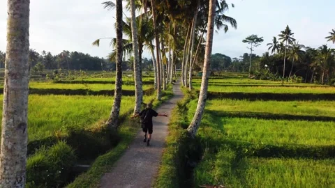 Green rice fields in Bali at sunset  Video stock 288739172