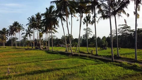 Green rice fields in Bali at sunset  Vidéo 288739180
