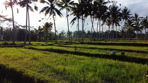 Green rice fields in Bali at sunset  Vidéo 288739198