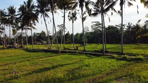 Green rice fields in Bali at sunset  Vidéo 288739200