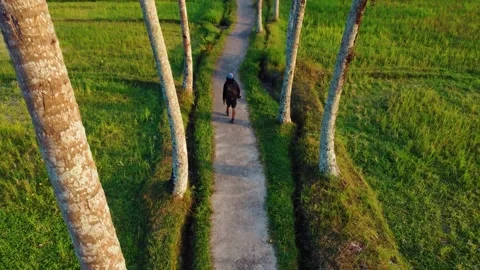 Green rice fields in Bali at sunset  Vidéo 288739258