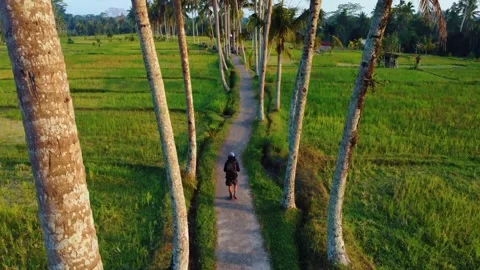 Green rice fields in Bali at sunset  Vidéo 288739332