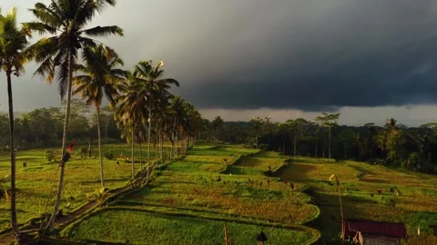 Green rice fields in Bali at sunset  Vidéo 288739356