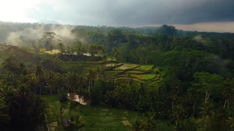 Green rice fields in Bali at sunset  Stock Footage 288739392