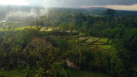 Green rice fields in Bali at sunset  Vidéo 288739402
