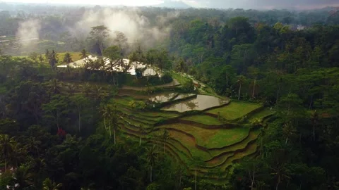 Green rice fields in Bali at sunset  Vidéo 288739471