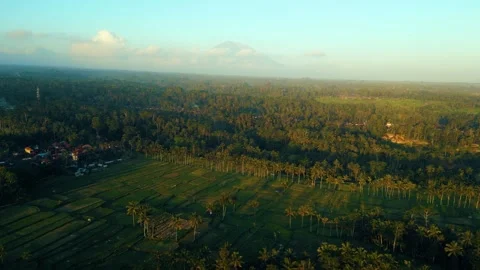 Green rice fields in Bali at sunset  Vidéo 288739717