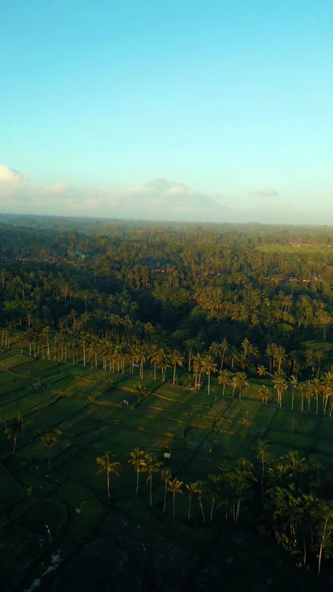 Green rice fields in Bali at sunset  Vidéo 288739830
