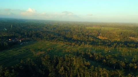 Green rice fields in Bali at sunset  Vidéo 288739857