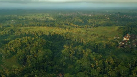 Green rice fields in Bali at sunset  Vidéo 288740020