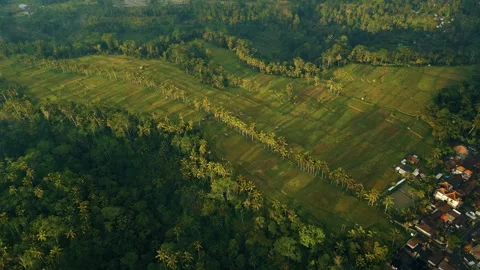 Green rice fields in Bali at sunset  Vidéo 288740309
