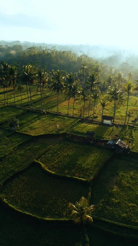 Green rice fields in Bali at sunset  Vidéo 288740376