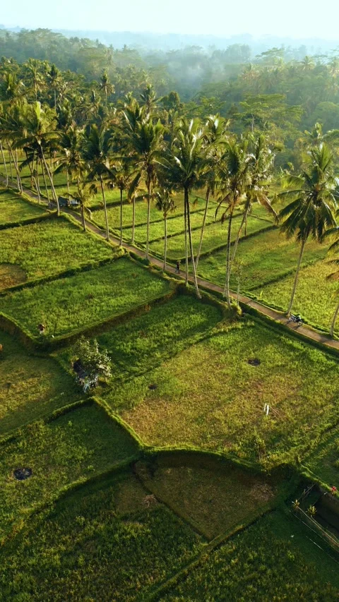 Green rice fields in Bali at sunset  Vidéo 288740501