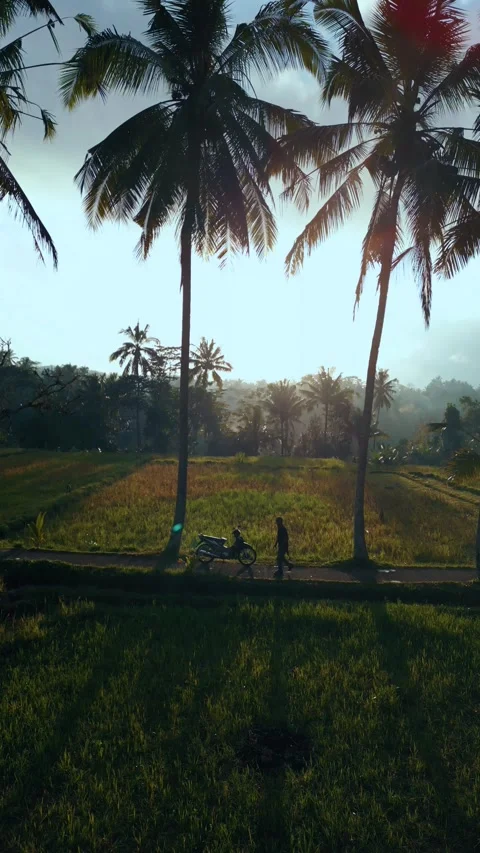 Green rice fields in Bali at sunset  Vidéo 288740566