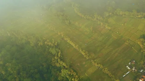 Green rice fields in Bali at sunset  Vidéo 288740679