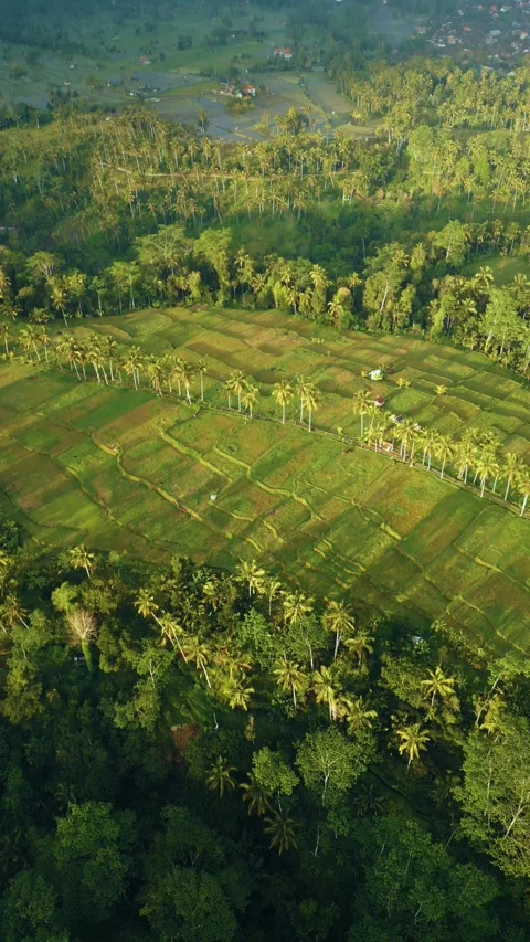 Green rice fields in Bali at sunset  Vidéo 288740691