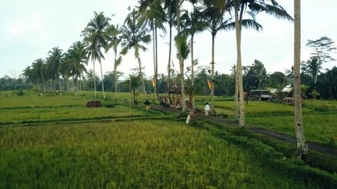 Green rice fields in Bali at sunset  Stock Footage 288741018