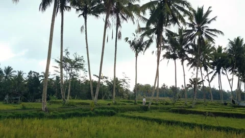 Green rice fields in Bali at sunset  Vidéo 288741022