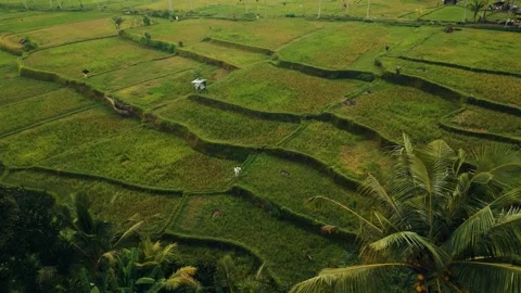 Green rice fields in Bali at sunset  Vidéo 288741141