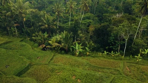 Green rice fields in Bali at sunset  Vidéo 288741220