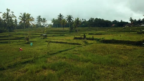 Green rice fields in Bali at sunset  Vidéo 288741230