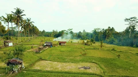 Green rice fields in Bali at sunset  Vidéo 288741401